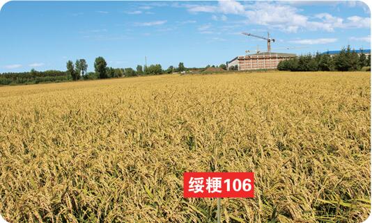 綏粳106.jpg