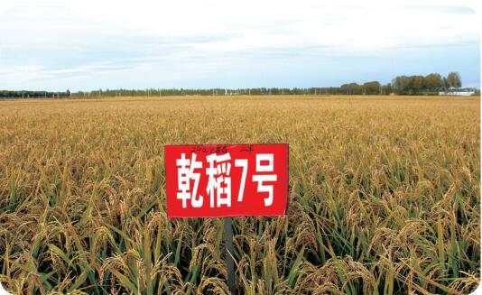 乾稻7號(hào).jpg